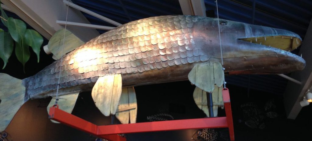 Tin Fish, Cock-tailed