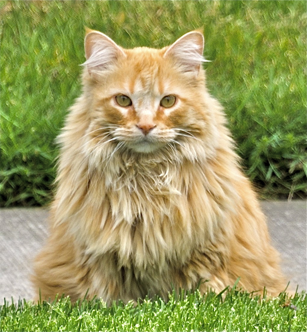 Bailey Rae 2009-2013