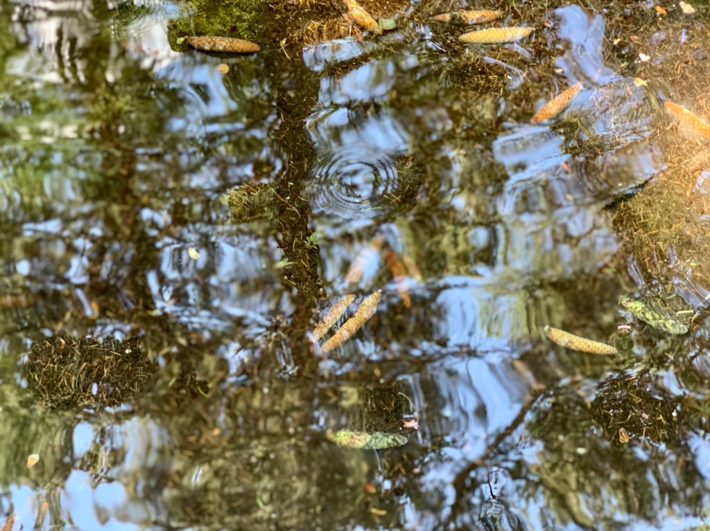 Cranbrook Home &&nbsp;Gardens